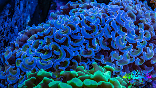 Ultra Hammer Coral -  WYSIWYG 9cm G11R6B1 Ultra Hammer Coral -  WYSIWYG 9cm G11R6B1 Aquarium Decor Ultra Hammer Coral -  WYSIWYG 9cm G11R6B1 Zeo Box Reef