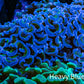 Ultra Hammer Coral -  WYSIWYG 9cm G11R6B1 Ultra Hammer Coral -  WYSIWYG 9cm G11R6B1 Aquarium Decor Ultra Hammer Coral -  WYSIWYG 9cm G11R6B1 Zeo Box Reef