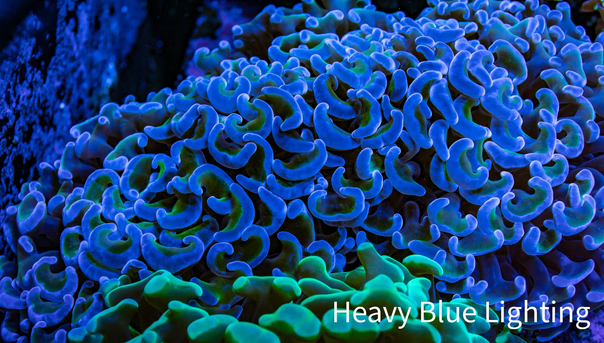 Ultra Hammer Coral -  WYSIWYG 9cm G11R6B1 Ultra Hammer Coral -  WYSIWYG 9cm G11R6B1 Aquarium Decor Ultra Hammer Coral -  WYSIWYG 9cm G11R6B1 Zeo Box Reef
