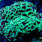 Ultra Hammer Coral WYSIWYG 9cm Ultra Hammer Coral WYSIWYG 9cm Aquarium Decor Ultra Hammer Coral WYSIWYG 9cm Zeo Box Reef