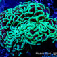 Ultra Hammer Coral WYSIWYG 9cm Ultra Hammer Coral WYSIWYG 9cm Aquarium Decor Ultra Hammer Coral WYSIWYG 9cm Zeo Box Reef