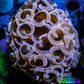Ultra Hammer Coral -  WYSIWYG Frag 4cm A2R6B1 Ultra Hammer Coral -  WYSIWYG Frag 4cm A2R6B1 Aquarium Decor Ultra Hammer Coral -  WYSIWYG Frag 4cm A2R6B1 Zeo Box Reef