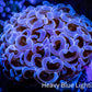 Ultra Hammer Coral -  WYSIWYG Frag 4cm E1R6B1 Ultra Hammer Coral -  WYSIWYG Frag 4cm E1R6B1 Aquarium Decor Ultra Hammer Coral -  WYSIWYG Frag 4cm E1R6B1 Zeo Box Reef