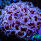 Ultra Hammer Coral -  WYSIWYG Frag 4cm E1R6B1 Ultra Hammer Coral -  WYSIWYG Frag 4cm E1R6B1 Aquarium Decor Ultra Hammer Coral -  WYSIWYG Frag 4cm E1R6B1 Zeo Box Reef