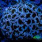 Ultra Hammer Coral -  WYSIWYG Frag 4cm F1R6B1 (Copy) Ultra Hammer Coral -  WYSIWYG Frag 4cm F1R6B1 (Copy) Aquarium Decor Ultra Hammer Coral -  WYSIWYG Frag 4cm F1R6B1 (Copy) Zeo Box Reef
