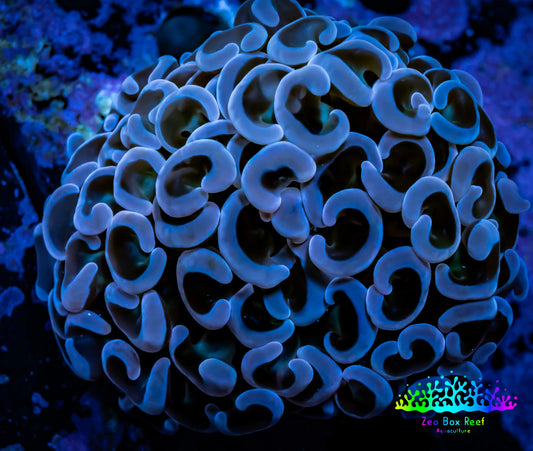 Ultra Hammer Coral -  WYSIWYG Frag 4cm F1R6B1 (Copy) Ultra Hammer Coral -  WYSIWYG Frag 4cm F1R6B1 (Copy) Aquarium Decor Ultra Hammer Coral -  WYSIWYG Frag 4cm F1R6B1 (Copy) Zeo Box Reef