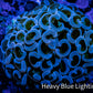 Ultra Hammer Coral -  WYSIWYG Frag 4cm F1R6B1 (Copy) Ultra Hammer Coral -  WYSIWYG Frag 4cm F1R6B1 (Copy) Aquarium Decor Ultra Hammer Coral -  WYSIWYG Frag 4cm F1R6B1 (Copy) Zeo Box Reef