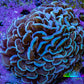Ultra Hammer Coral – WYSIWYG 8cm A1R6B1 Ultra Hammer Coral – WYSIWYG 8cm A1R6B1 Aquarium Decor Ultra Hammer Coral – WYSIWYG 8cm A1R6B1 Zeo Box Reef