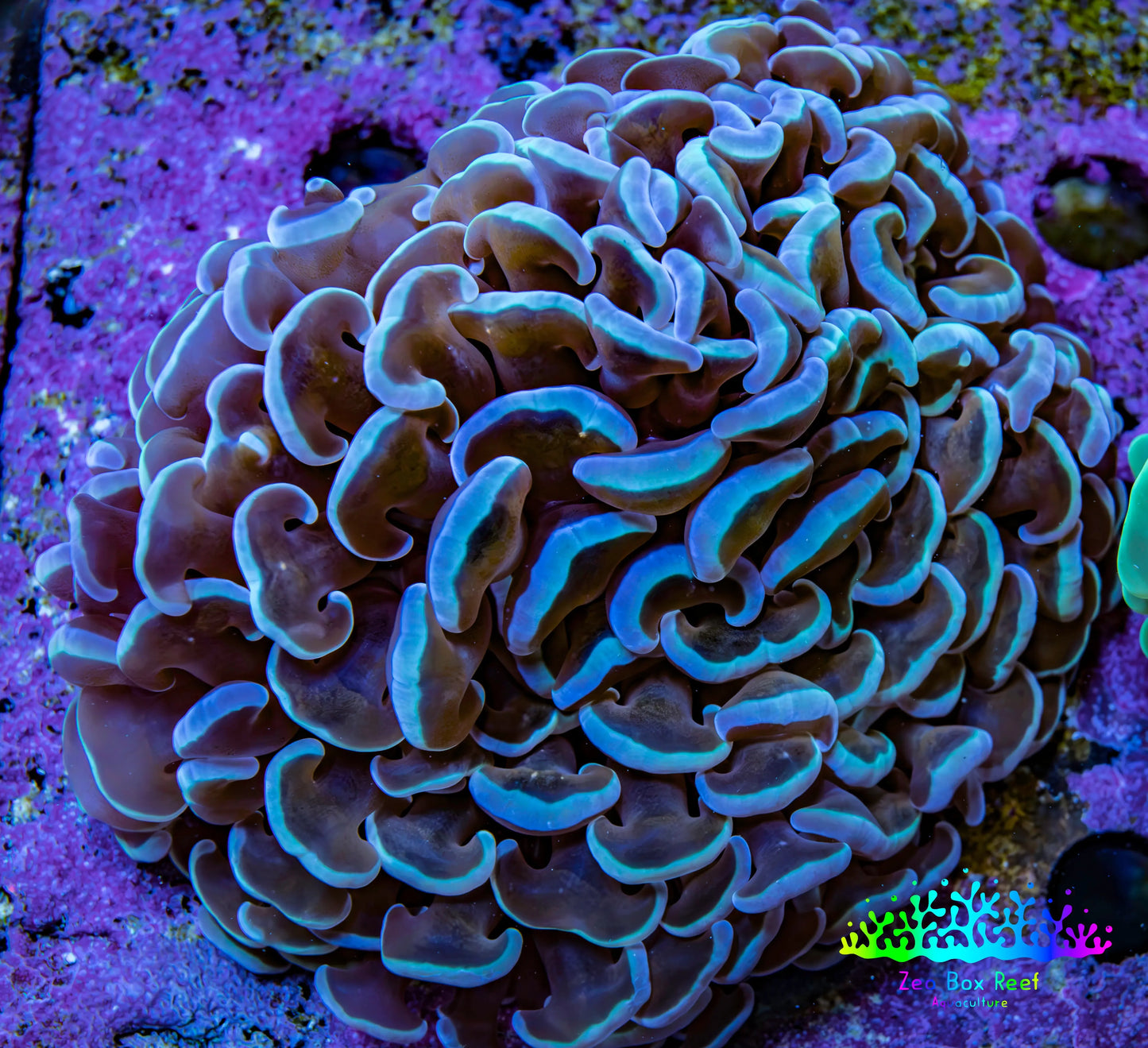 Ultra Hammer Coral – WYSIWYG 8cm A1R6B1 Ultra Hammer Coral – WYSIWYG 8cm A1R6B1 Aquarium Decor Ultra Hammer Coral – WYSIWYG 8cm A1R6B1 Zeo Box Reef