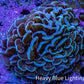 Ultra Hammer Coral – WYSIWYG 8cm A1R6B1 Ultra Hammer Coral – WYSIWYG 8cm A1R6B1 Aquarium Decor Ultra Hammer Coral – WYSIWYG 8cm A1R6B1 Zeo Box Reef