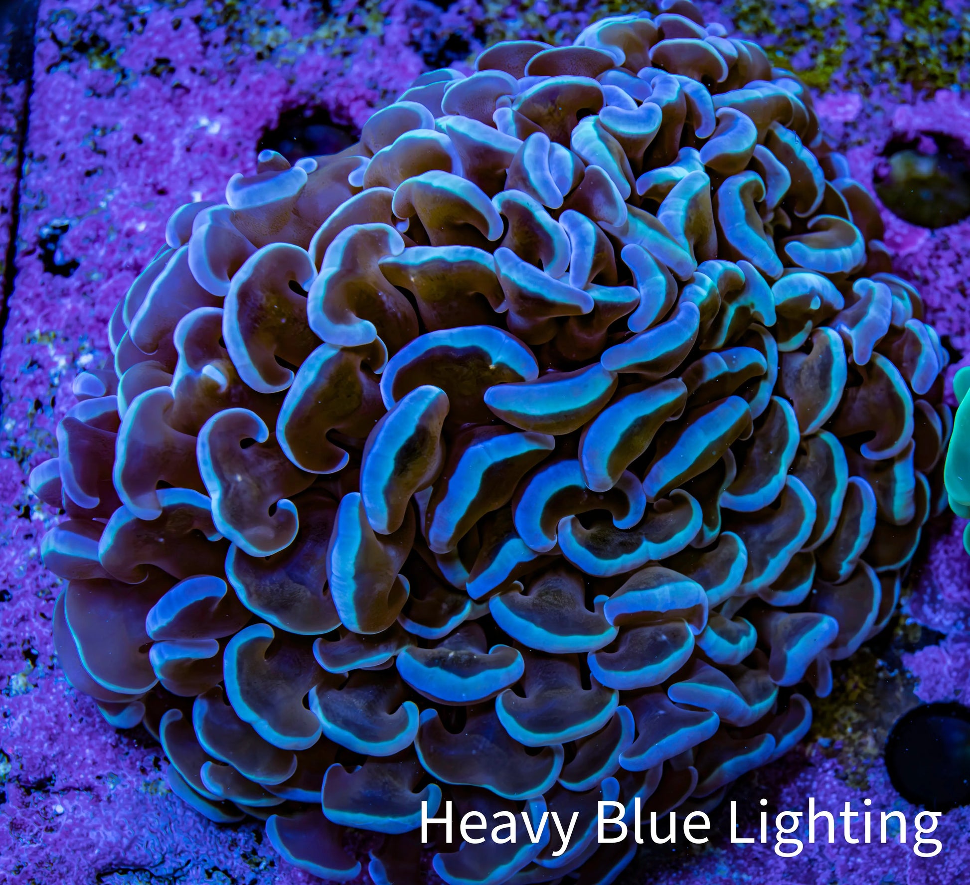 Ultra Hammer Coral – WYSIWYG 8cm A1R6B1 Ultra Hammer Coral – WYSIWYG 8cm A1R6B1 Aquarium Decor Ultra Hammer Coral – WYSIWYG 8cm A1R6B1 Zeo Box Reef