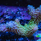 Ultra Hardline Acropora WYSIWYG Robusta A1R2B1 Ultra Hardline Acropora WYSIWYG Robusta A1R2B1 SPS Ultra Hardline Acropora WYSIWYG Robusta A1R2B1 Zeo Box Reef