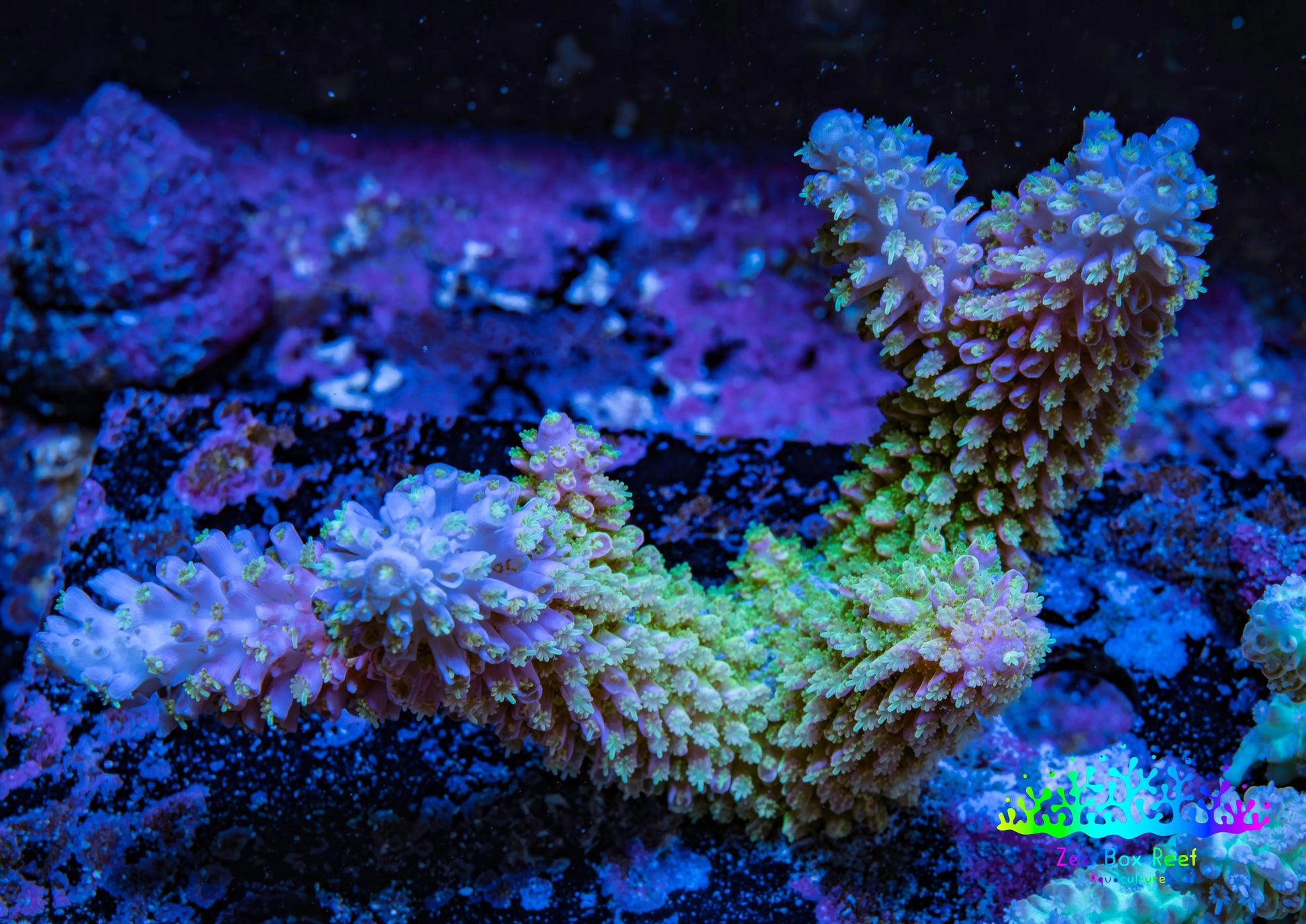 Ultra Hardline Acropora WYSIWYG Robusta A1R2B1 Ultra Hardline Acropora WYSIWYG Robusta A1R2B1 SPS Ultra Hardline Acropora WYSIWYG Robusta A1R2B1 Zeo Box Reef