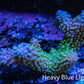 Ultra Hardline Acropora WYSIWYG Robusta A1R2B1 Ultra Hardline Acropora WYSIWYG Robusta A1R2B1 SPS Ultra Hardline Acropora WYSIWYG Robusta A1R2B1 Zeo Box Reef