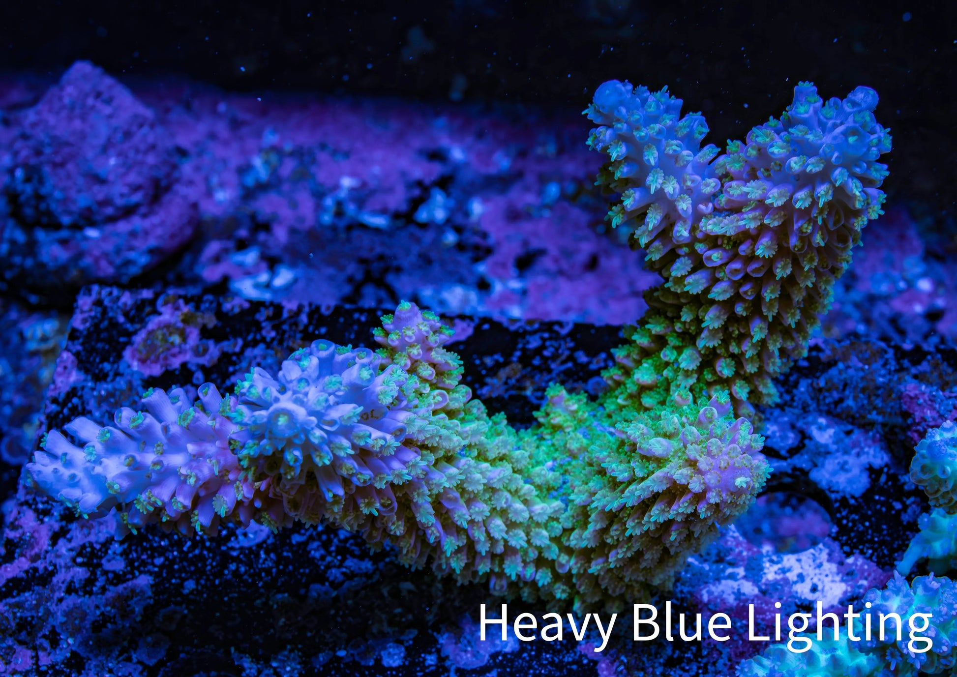 Ultra Hardline Acropora WYSIWYG Robusta A1R2B1 Ultra Hardline Acropora WYSIWYG Robusta A1R2B1 SPS Ultra Hardline Acropora WYSIWYG Robusta A1R2B1 Zeo Box Reef