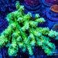 Ultra Hardline Reefs Acropora Tenuis WYSIWYG A1R4B1 10cm Ultra Hardline Reefs Acropora Tenuis WYSIWYG A1R4B1 10cm SPS Ultra Hardline Reefs Acropora Tenuis WYSIWYG A1R4B1 10cm Zeo Box Reef