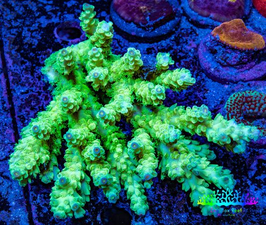 Ultra Hardline Reefs Acropora Tenuis WYSIWYG A1R4B1 10cm Ultra Hardline Reefs Acropora Tenuis WYSIWYG A1R4B1 10cm SPS Ultra Hardline Reefs Acropora Tenuis WYSIWYG A1R4B1 10cm Zeo Box Reef
