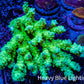 Ultra Hardline Reefs Acropora Tenuis WYSIWYG A1R4B1 10cm Ultra Hardline Reefs Acropora Tenuis WYSIWYG A1R4B1 10cm SPS Ultra Hardline Reefs Acropora Tenuis WYSIWYG A1R4B1 10cm Zeo Box Reef
