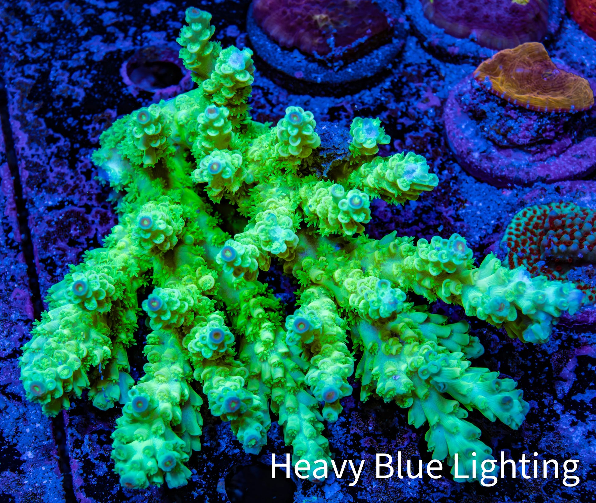 Ultra Hardline Reefs Acropora Tenuis WYSIWYG A1R4B1 10cm Ultra Hardline Reefs Acropora Tenuis WYSIWYG A1R4B1 10cm SPS Ultra Hardline Reefs Acropora Tenuis WYSIWYG A1R4B1 10cm Zeo Box Reef
