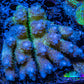 Ultra Hardline Reefs Acropora WYSIWYG A1R4B1 8cm Ultra Hardline Reefs Acropora WYSIWYG A1R4B1 8cm SPS Ultra Hardline Reefs Acropora WYSIWYG A1R4B1 8cm Zeo Box Reef