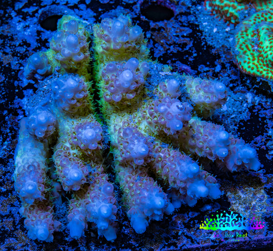Ultra Hardline Reefs Acropora WYSIWYG A1R4B1 8cm Ultra Hardline Reefs Acropora WYSIWYG A1R4B1 8cm SPS Ultra Hardline Reefs Acropora WYSIWYG A1R4B1 8cm Zeo Box Reef