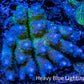 Ultra Hardline Reefs Acropora WYSIWYG A1R4B1 8cm Ultra Hardline Reefs Acropora WYSIWYG A1R4B1 8cm SPS Ultra Hardline Reefs Acropora WYSIWYG A1R4B1 8cm Zeo Box Reef
