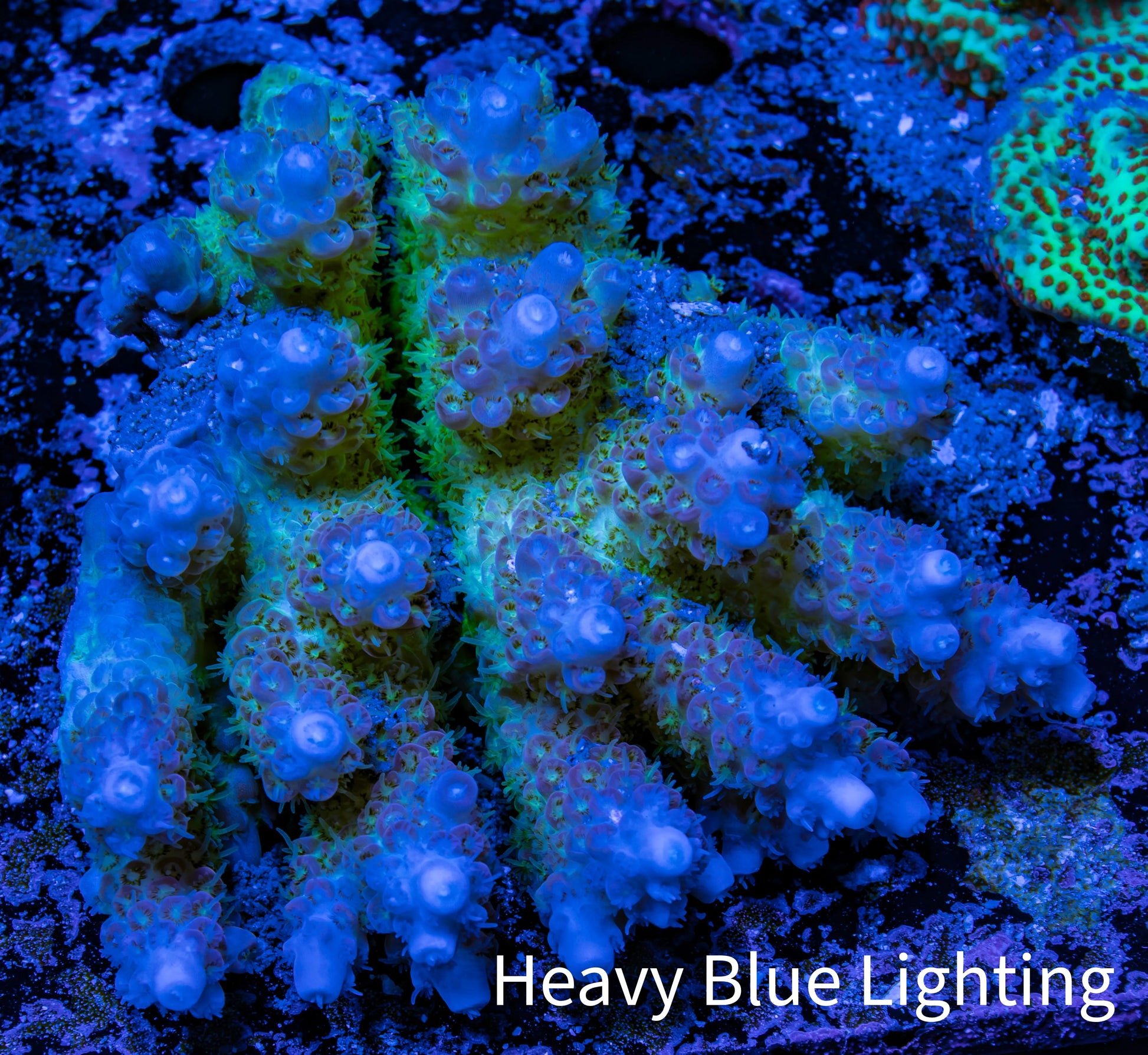 Ultra Hardline Reefs Acropora WYSIWYG A1R4B1 8cm Ultra Hardline Reefs Acropora WYSIWYG A1R4B1 8cm SPS Ultra Hardline Reefs Acropora WYSIWYG A1R4B1 8cm Zeo Box Reef