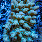 Ultra Hardline Reefs Acropora WYSIWYG A1R5B1 8cm Ultra Hardline Reefs Acropora WYSIWYG A1R5B1 8cm SPS Ultra Hardline Reefs Acropora WYSIWYG A1R5B1 8cm Zeo Box Reef