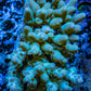 Ultra Hardline Reefs Acropora WYSIWYG A1R5B1 8cm Ultra Hardline Reefs Acropora WYSIWYG A1R5B1 8cm SPS Ultra Hardline Reefs Acropora WYSIWYG A1R5B1 8cm Zeo Box Reef