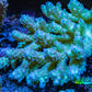 Ultra Hardline Reefs Acropora WYSIWYG A2R2B1 11cm Ultra Hardline Reefs Acropora WYSIWYG A2R2B1 11cm SPS Ultra Hardline Reefs Acropora WYSIWYG A2R2B1 11cm Zeo Box Reef