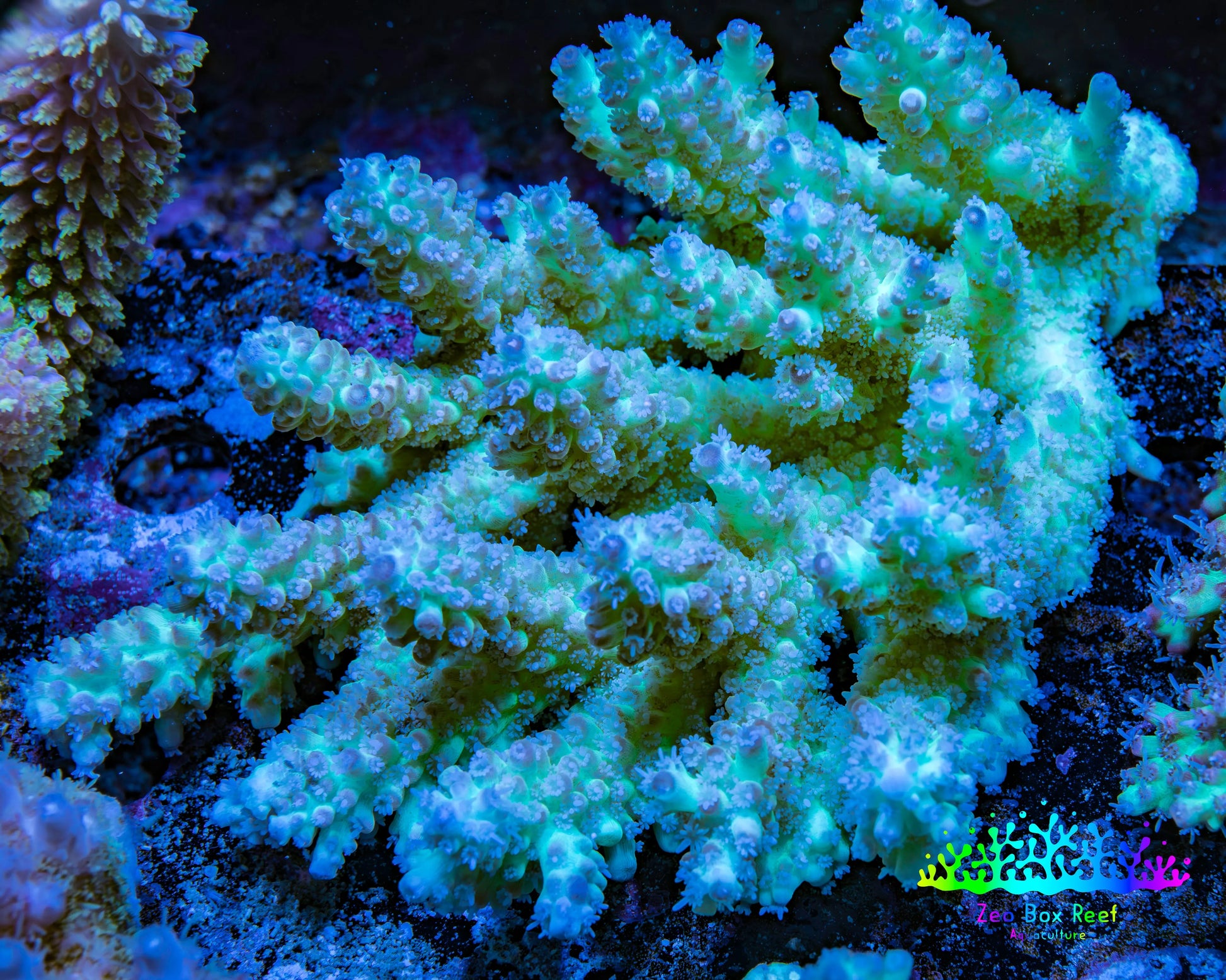 Ultra Hardline Reefs Acropora WYSIWYG A2R2B1 11cm Ultra Hardline Reefs Acropora WYSIWYG A2R2B1 11cm SPS Ultra Hardline Reefs Acropora WYSIWYG A2R2B1 11cm Zeo Box Reef