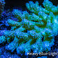 Ultra Hardline Reefs Acropora WYSIWYG A2R2B1 11cm Ultra Hardline Reefs Acropora WYSIWYG A2R2B1 11cm SPS Ultra Hardline Reefs Acropora WYSIWYG A2R2B1 11cm Zeo Box Reef