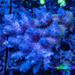 Ultra Hardline Reefs Acropora WYSIWYG A2R4B1 11cm Ultra Hardline Reefs Acropora WYSIWYG A2R4B1 11cm SPS Ultra Hardline Reefs Acropora WYSIWYG A2R4B1 11cm Zeo Box Reef