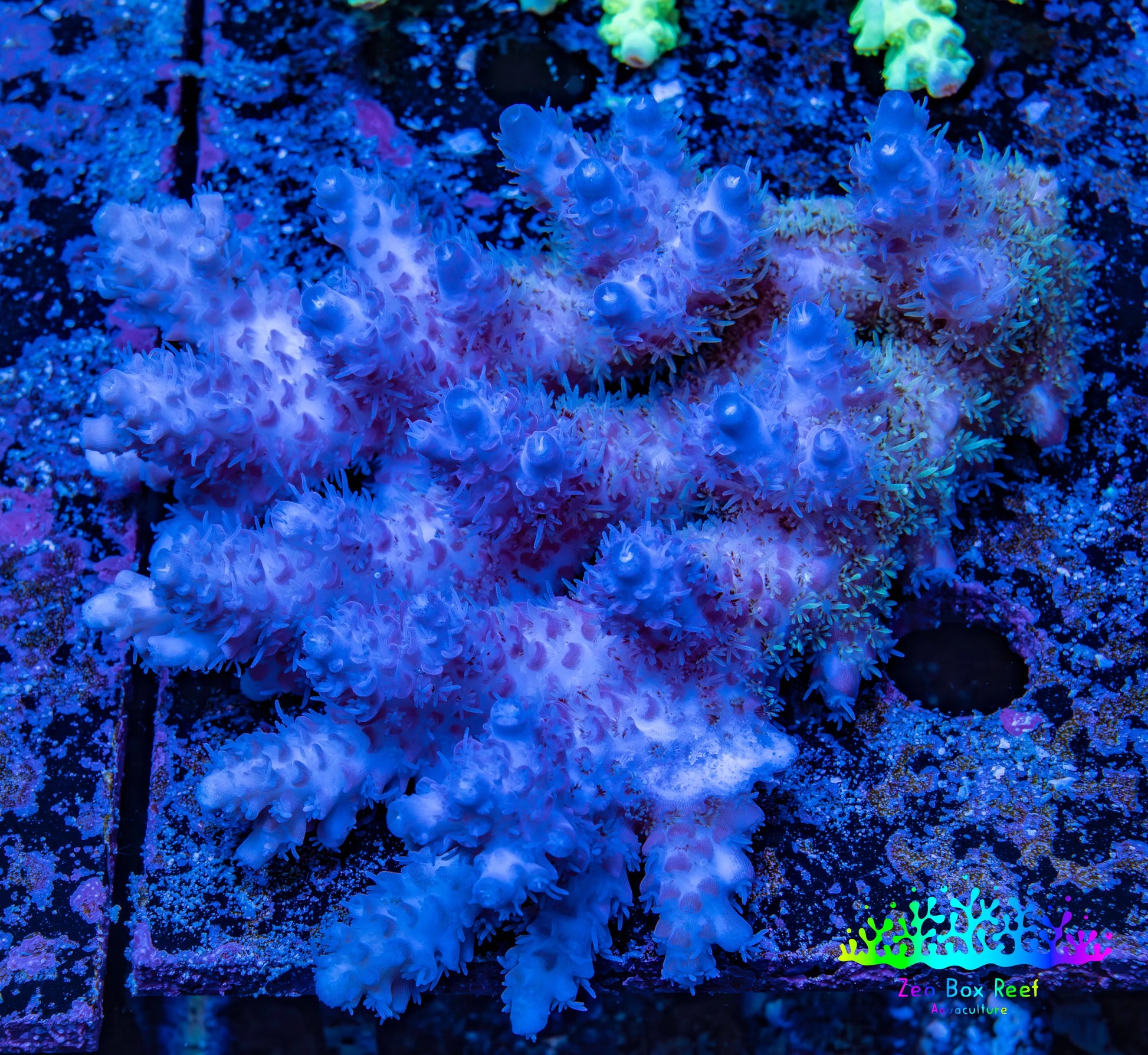 Ultra Hardline Reefs Acropora WYSIWYG A2R4B1 11cm Ultra Hardline Reefs Acropora WYSIWYG A2R4B1 11cm SPS Ultra Hardline Reefs Acropora WYSIWYG A2R4B1 11cm Zeo Box Reef
