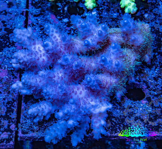 Ultra Hardline Reefs Acropora WYSIWYG A2R4B1 11cm Ultra Hardline Reefs Acropora WYSIWYG A2R4B1 11cm SPS Ultra Hardline Reefs Acropora WYSIWYG A2R4B1 11cm Zeo Box Reef