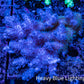 Ultra Hardline Reefs Acropora WYSIWYG A2R4B1 11cm Ultra Hardline Reefs Acropora WYSIWYG A2R4B1 11cm SPS Ultra Hardline Reefs Acropora WYSIWYG A2R4B1 11cm Zeo Box Reef