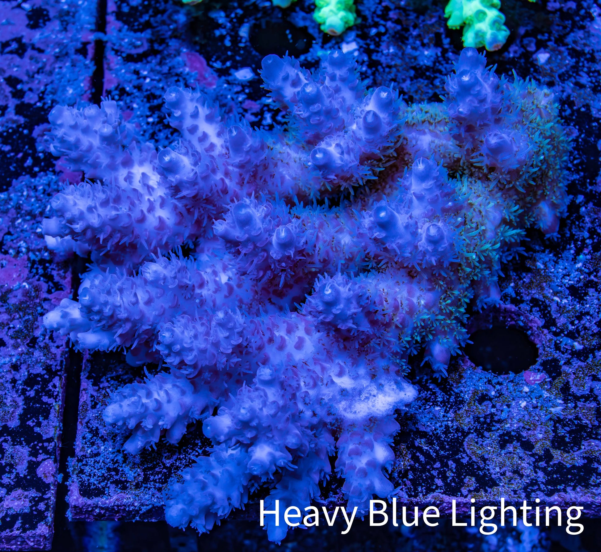 Ultra Hardline Reefs Acropora WYSIWYG A2R4B1 11cm Ultra Hardline Reefs Acropora WYSIWYG A2R4B1 11cm SPS Ultra Hardline Reefs Acropora WYSIWYG A2R4B1 11cm Zeo Box Reef