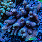 Ultra Hardline Reefs Acropora WYSIWYG A2R5B1 8cm Ultra Hardline Reefs Acropora WYSIWYG A2R5B1 8cm SPS Ultra Hardline Reefs Acropora WYSIWYG A2R5B1 8cm Zeo Box Reef