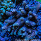 Ultra Hardline Reefs Acropora WYSIWYG A2R5B1 8cm Ultra Hardline Reefs Acropora WYSIWYG A2R5B1 8cm SPS Ultra Hardline Reefs Acropora WYSIWYG A2R5B1 8cm Zeo Box Reef