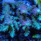 Ultra Hardline Reefs Acropora WYSIWYG A3R2B1 9cm Ultra Hardline Reefs Acropora WYSIWYG A3R2B1 9cm SPS Ultra Hardline Reefs Acropora WYSIWYG A3R2B1 9cm Zeo Box Reef