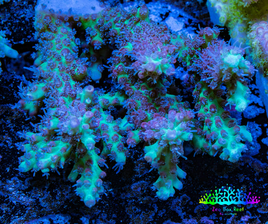 Ultra Hardline Reefs Acropora WYSIWYG A3R2B1 9cm Ultra Hardline Reefs Acropora WYSIWYG A3R2B1 9cm SPS Ultra Hardline Reefs Acropora WYSIWYG A3R2B1 9cm Zeo Box Reef