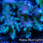 Ultra Hardline Reefs Acropora WYSIWYG A3R2B1 9cm Ultra Hardline Reefs Acropora WYSIWYG A3R2B1 9cm SPS Ultra Hardline Reefs Acropora WYSIWYG A3R2B1 9cm Zeo Box Reef