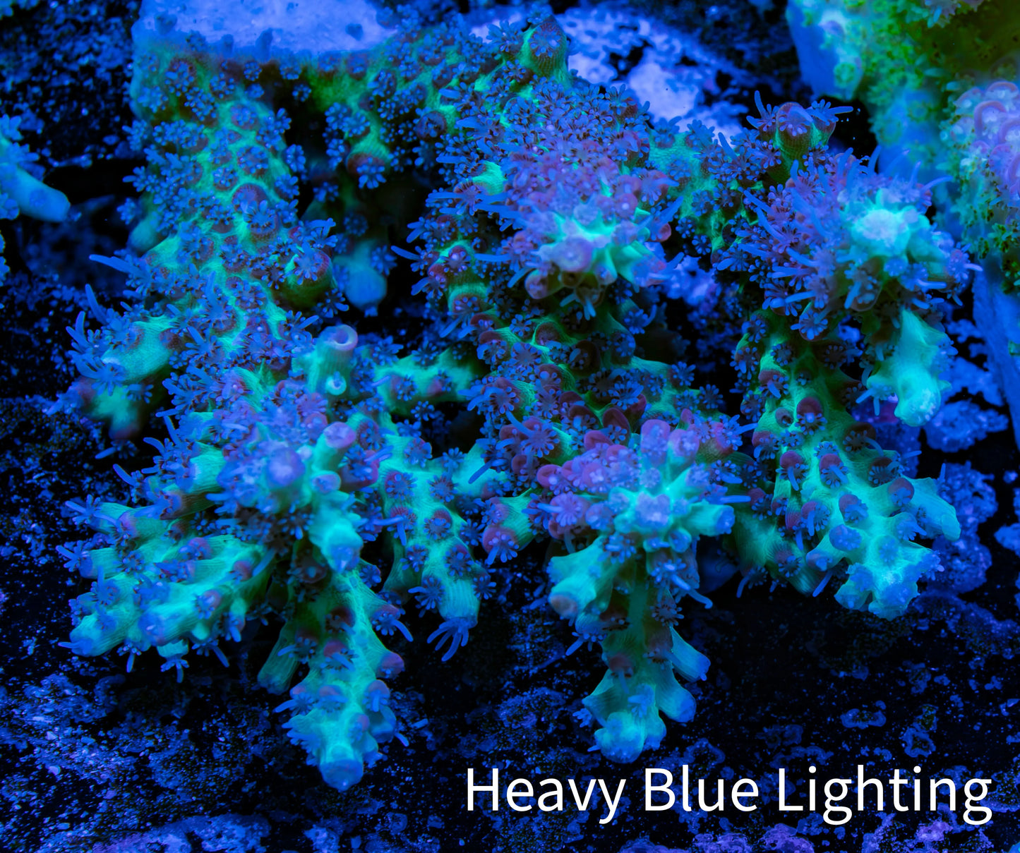 Ultra Hardline Reefs Acropora WYSIWYG A3R2B1 9cm Ultra Hardline Reefs Acropora WYSIWYG A3R2B1 9cm SPS Ultra Hardline Reefs Acropora WYSIWYG A3R2B1 9cm Zeo Box Reef