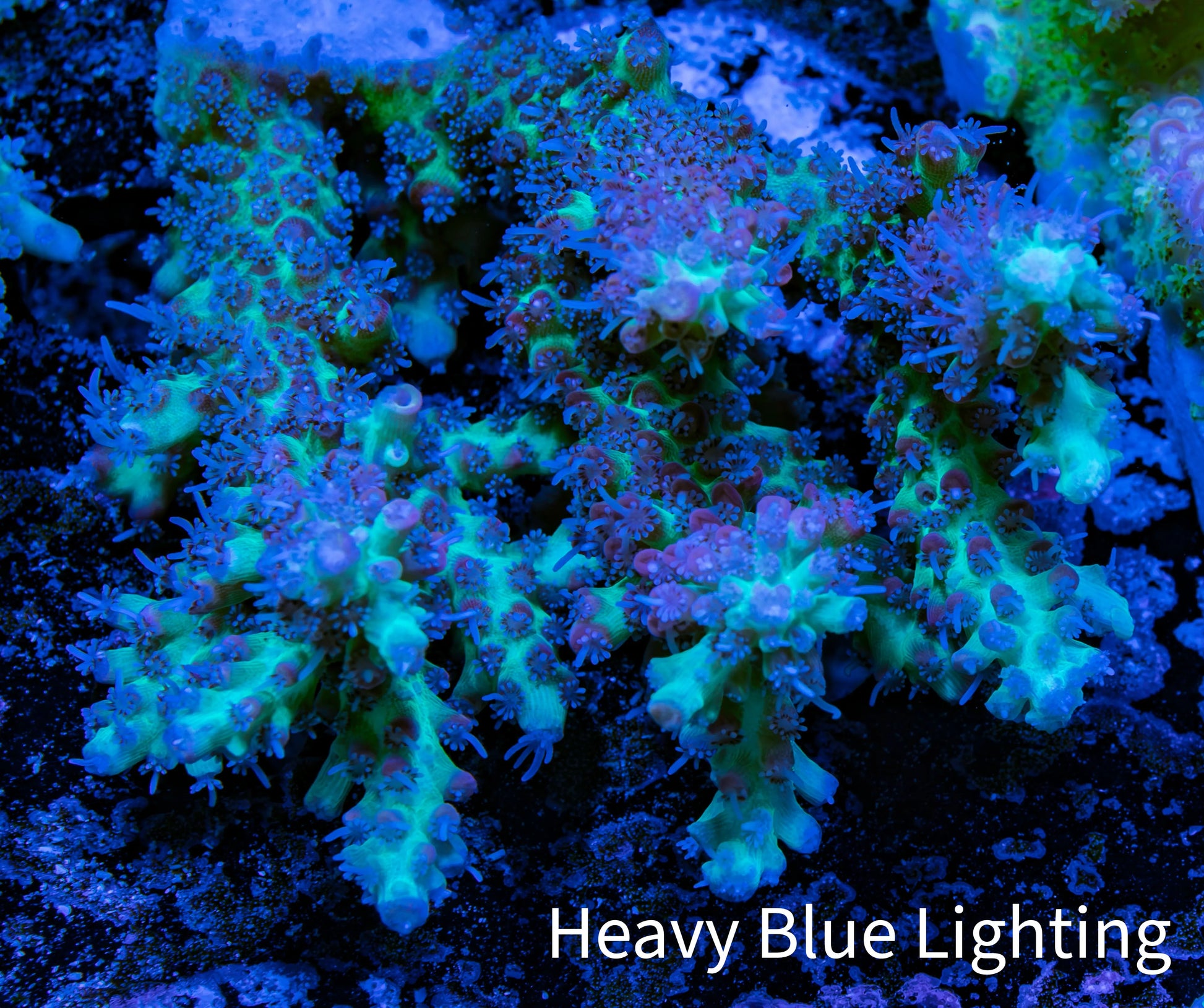 Ultra Hardline Reefs Acropora WYSIWYG A3R2B1 9cm Ultra Hardline Reefs Acropora WYSIWYG A3R2B1 9cm SPS Ultra Hardline Reefs Acropora WYSIWYG A3R2B1 9cm Zeo Box Reef