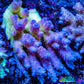 Ultra Hardline Reefs Acropora WYSIWYG A4R2B1 11cm Ultra Hardline Reefs Acropora WYSIWYG A4R2B1 11cm SPS Ultra Hardline Reefs Acropora WYSIWYG A4R2B1 11cm Zeo Box Reef