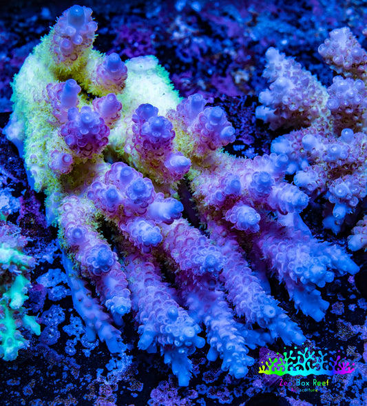 Ultra Hardline Reefs Acropora WYSIWYG A4R2B1 11cm Ultra Hardline Reefs Acropora WYSIWYG A4R2B1 11cm SPS Ultra Hardline Reefs Acropora WYSIWYG A4R2B1 11cm Zeo Box Reef