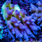 Ultra Hardline Reefs Acropora WYSIWYG A4R2B1 11cm Ultra Hardline Reefs Acropora WYSIWYG A4R2B1 11cm SPS Ultra Hardline Reefs Acropora WYSIWYG A4R2B1 11cm Zeo Box Reef