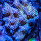 Ultra Hardline Reefs Acropora WYSIWYG A5R2B1 8cm Ultra Hardline Reefs Acropora WYSIWYG A5R2B1 8cm SPS Ultra Hardline Reefs Acropora WYSIWYG A5R2B1 8cm Zeo Box Reef