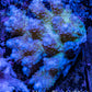 Ultra Hardline Reefs Acropora WYSIWYG A5R2B1 8cm Ultra Hardline Reefs Acropora WYSIWYG A5R2B1 8cm SPS Ultra Hardline Reefs Acropora WYSIWYG A5R2B1 8cm Zeo Box Reef