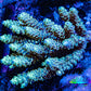 Ultra Hardline Reefs Acropora WYSIWYG B1R2B1 11cm Ultra Hardline Reefs Acropora WYSIWYG B1R2B1 11cm SPS Ultra Hardline Reefs Acropora WYSIWYG B1R2B1 11cm Zeo Box Reef